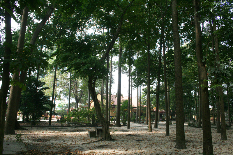 Chùa Bửu Quang - buu quang-30-rừng cây.jpg (662281 KB)